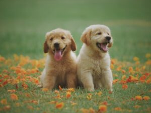 Read more about the article How To Care For Labrador Retriever Puppies