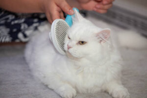 Read more about the article 4 Helpful Tips to Reduce Excessive Cat shedding