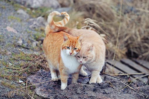 You are currently viewing How Cats Use Their Tails to Communicate?