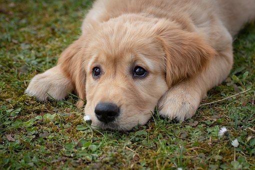 Read more about the article Deworming Your Dog – Treating Worm Infestation In Your Dog