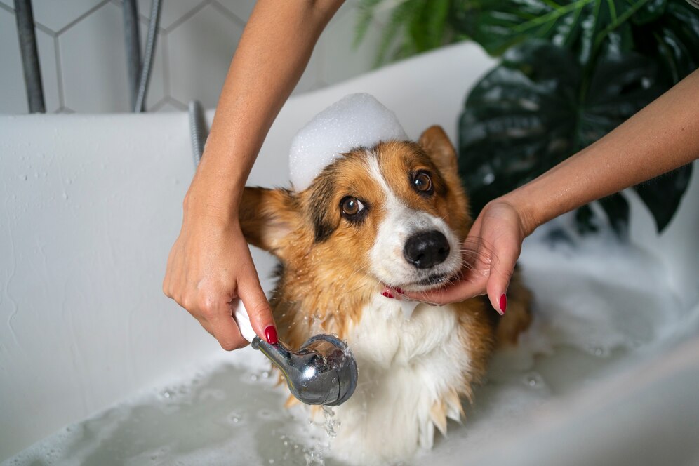 Read more about the article 5 Simple Tips For Dog Bathing