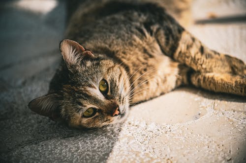 Read more about the article All About Liver Disease in Cats