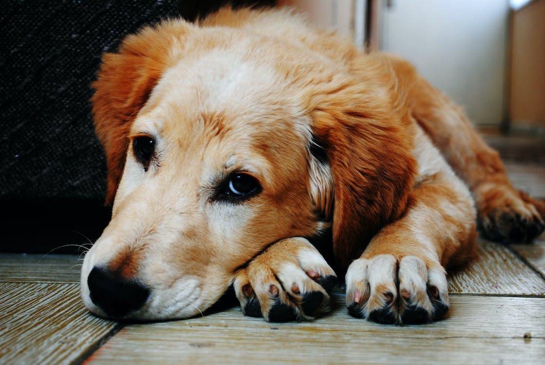 You are currently viewing Treatment for Liver Disease in Dogs