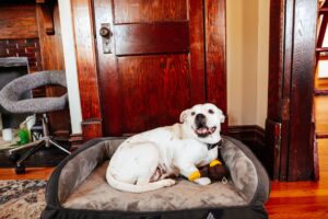 Read more about the article Benefits of an Orthopedic Dog Bed