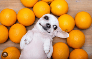 Read more about the article Can Dogs Eats Oranges – A Quick Guide