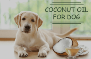 Read more about the article Benefits of coconut oil for dogs