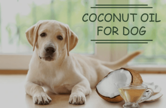 You are currently viewing Benefits of coconut oil for dogs