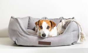 Read more about the article 3 Best Dog Bed For Large Dogs with Arthritis