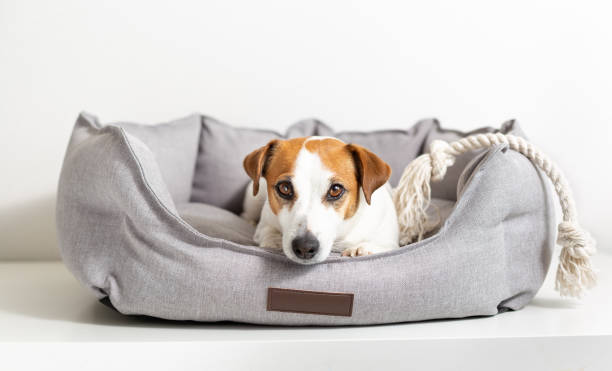 You are currently viewing 3 Best Dog Bed For Large Dogs with Arthritis
