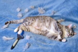 Read more about the article 4 Helpful Tips to Reduce Excessive Cat shedding