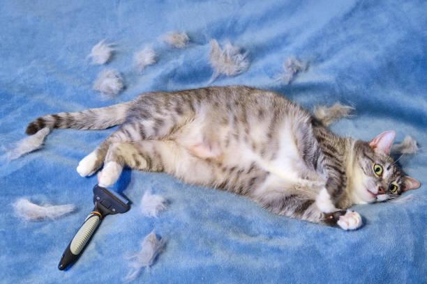 You are currently viewing 4 Helpful Tips to Reduce Excessive Cat shedding