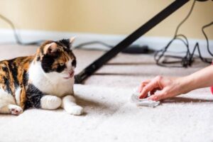 Read more about the article Is Your Cat Vomiting? Tips and Guides